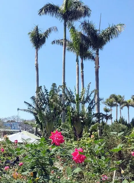 2025花博園區新生公園台北玫瑰園花展(2025 Annual Taipei Rose Garden festival), Mar 14 ~ Apr.13, 2025, Taipei, Taiwan, SJKen.