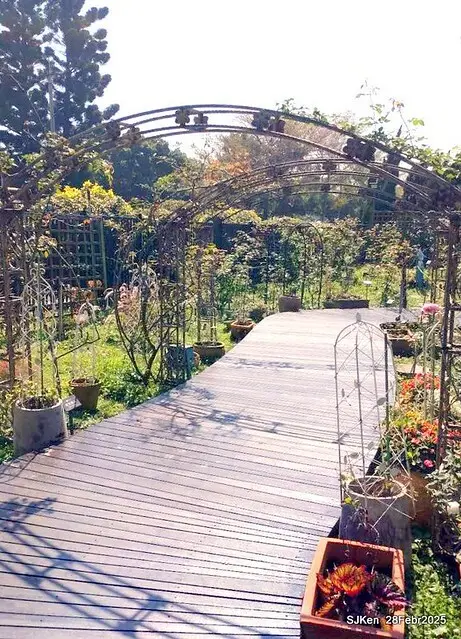 2025花博園區新生公園台北玫瑰園花展(2025 Annual Taipei Rose Garden festival), Mar 14 ~ Apr.13, 2025, Taipei, Taiwan, SJKen.