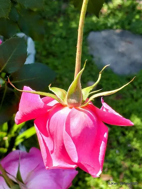 2025花博園區新生公園台北玫瑰園花展(2025 Annual Taipei Rose Garden festival), Mar 14 ~ Apr.13, 2025, Taipei, Taiwan, SJKen.