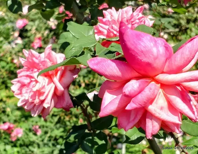 2025花博園區新生公園台北玫瑰園花展(2025 Annual Taipei Rose Garden festival), Mar 14 ~ Apr.13, 2025, Taipei, Taiwan, SJKen.
