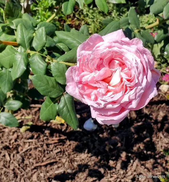 2025花博園區新生公園台北玫瑰園花展(2025 Annual Taipei Rose Garden festival), Mar 14 ~ Apr.13, 2025, Taipei, Taiwan, SJKen.