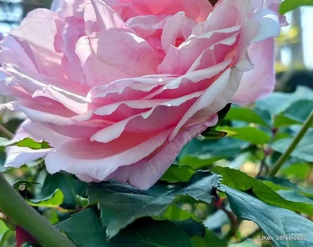 2025花博園區新生公園台北玫瑰園花展(2025 Annual Taipei Rose Garden festival), Mar 14 ~ Apr.13, 2025, Taipei, Taiwan, SJKen.