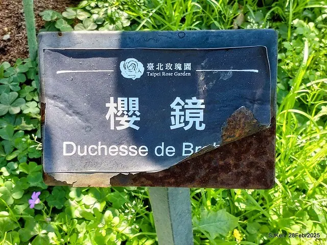 2025花博園區新生公園台北玫瑰園花展(2025 Annual Taipei Rose Garden festival), Mar 14 ~ Apr.13, 2025, Taipei, Taiwan, SJKen.