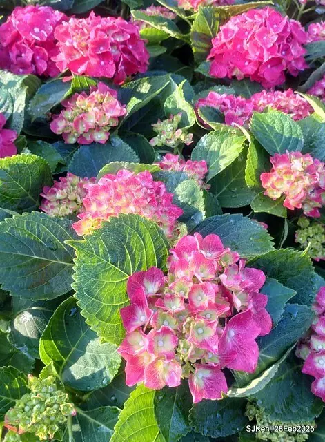 2025台北杜鵑花季「心花開、森不息」主題系列(三) 繡球花篇((Hydrangeas exhibition at Da-An forest park), Taipei,Taiwan, SJKen, Feb 28, 2025.
