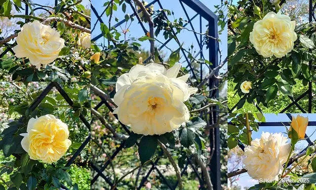 2025花博園區新生公園台北玫瑰園花展(2025 Annual Taipei Rose Garden festival), Mar 14 ~ Apr.13, 2025, Taipei, Taiwan, SJKen.