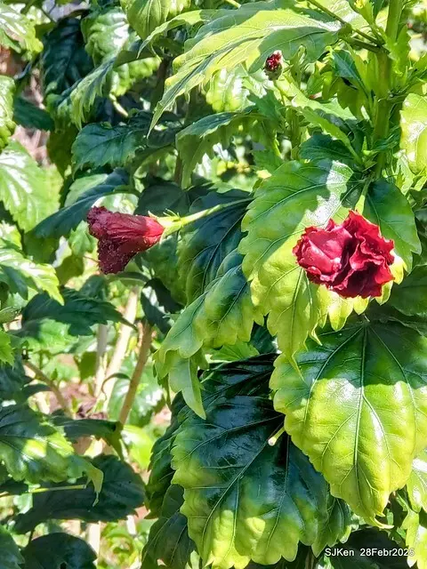 2025花博園區新生公園台北玫瑰園花展(2025 Annual Taipei Rose Garden festival), Mar 14 ~ Apr.13, 2025, Taipei, Taiwan, SJKen.