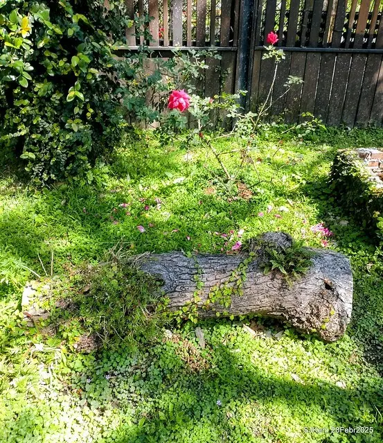 2025花博園區新生公園台北玫瑰園花展(2025 Annual Taipei Rose Garden festival), Mar 14 ~ Apr.13, 2025, Taipei, Taiwan, SJKen.