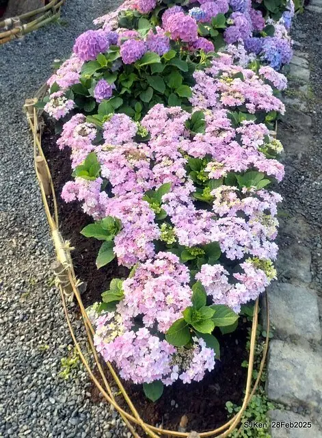 2025台北杜鵑花季「心花開、森不息」主題系列(三) 繡球花篇((Hydrangeas exhibition at Da-An forest park), Taipei,Taiwan, SJKen, Feb 28, 2025.