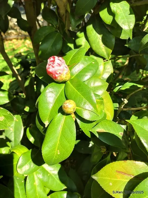 2025花博園區新生公園台北玫瑰園花展(2025 Annual Taipei Rose Garden festival), Mar 14 ~ Apr.13, 2025, Taipei, Taiwan, SJKen.