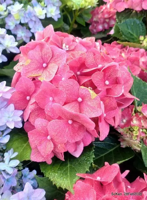 2025台北杜鵑花季「心花開、森不息」主題系列(三) 繡球花篇((Hydrangeas exhibition at Da-An forest park), Taipei,Taiwan, SJKen, Feb 28, 2025.