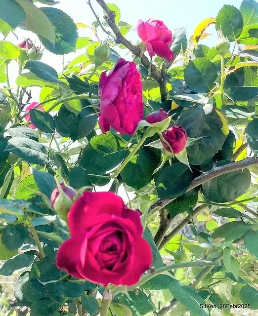 2025花博園區新生公園台北玫瑰園花展(2025 Annual Taipei Rose Garden festival), Mar 14 ~ Apr.13, 2025, Taipei, Taiwan, SJKen.