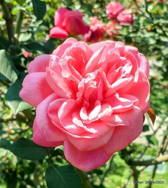 2025花博園區新生公園台北玫瑰園花展(2025 Annual Taipei Rose Garden festival), Mar 14 ~ Apr.13, 2025, Taipei, Taiwan, SJKen.