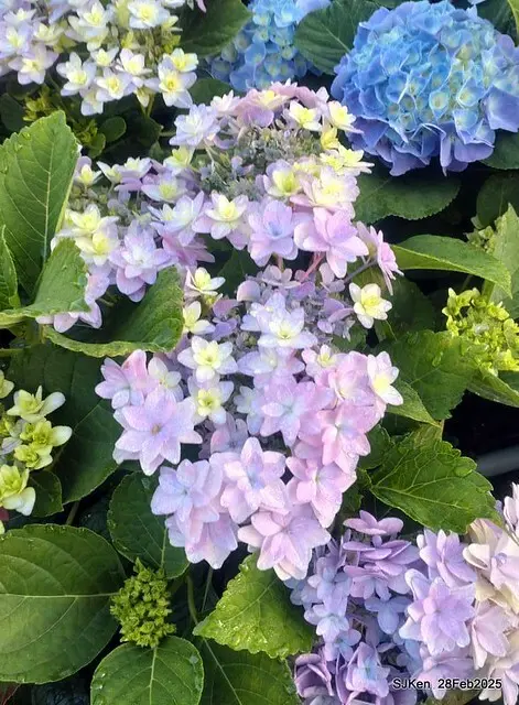 2025台北杜鵑花季「心花開、森不息」主題系列(三) 繡球花篇((Hydrangeas exhibition at Da-An forest park), Taipei,Taiwan, SJKen, Feb 28, 2025.