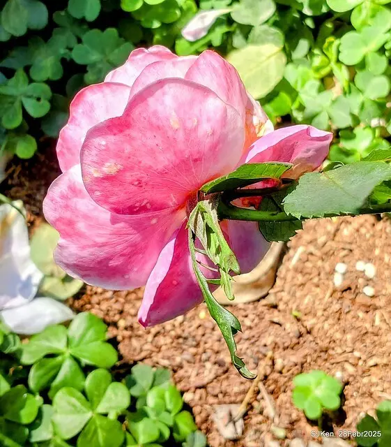 2025花博園區新生公園台北玫瑰園花展(2025 Annual Taipei Rose Garden festival), Mar 14 ~ Apr.13, 2025, Taipei, Taiwan, SJKen.