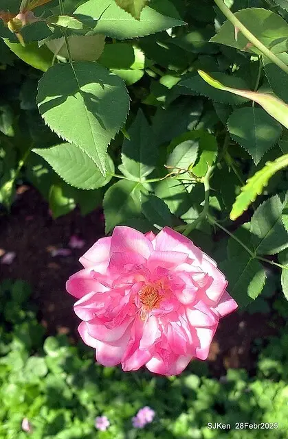 2025花博園區新生公園台北玫瑰園花展(2025 Annual Taipei Rose Garden festival), Mar 14 ~ Apr.13, 2025, Taipei, Taiwan, SJKen.