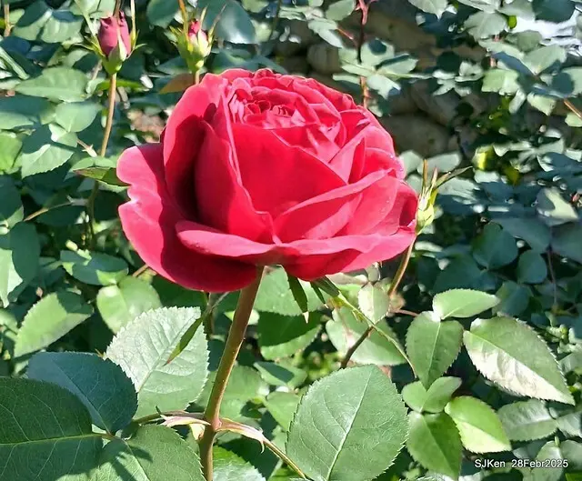 2025花博園區新生公園台北玫瑰園花展(2025 Annual Taipei Rose Garden festival), Mar 14 ~ Apr.13, 2025, Taipei, Taiwan, SJKen.