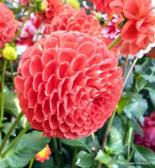 2025台北杜鵑花季系列(二) 大理花篇( Dahlia at Daan forest park), Taipei, Taiwan, SJKen , Feb 28, 2025.