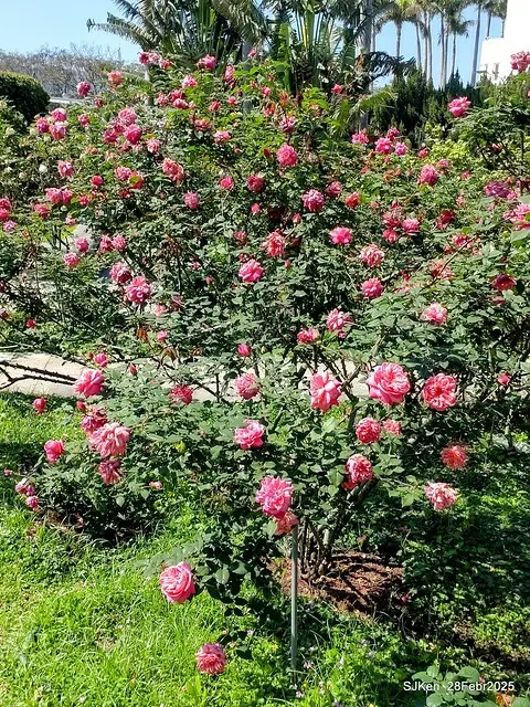 2025花博園區新生公園台北玫瑰園花展(2025 Annual Taipei Rose Garden festival), Mar 14 ~ Apr.13, 2025, Taipei, Taiwan, SJKen.