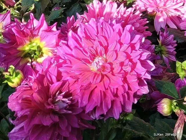 2025台北杜鵑花季系列(二) 大理花篇( Dahlia at Daan forest park), Taipei, Taiwan, SJKen , Feb 28, 2025.