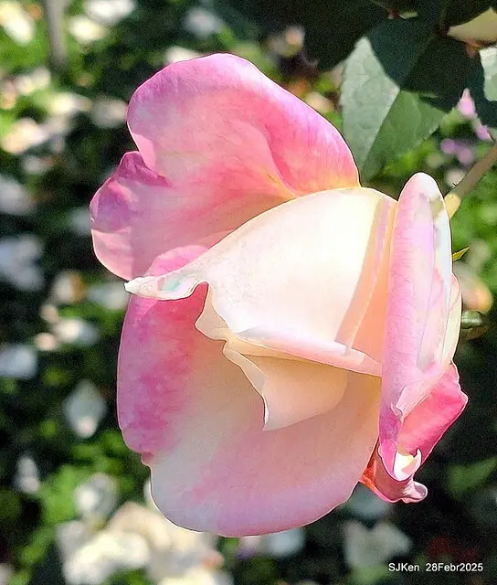 2025花博園區新生公園台北玫瑰園花展(2025 Annual Taipei Rose Garden festival), Mar 14 ~ Apr.13, 2025, Taipei, Taiwan, SJKen.