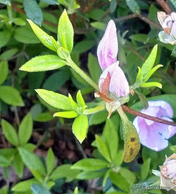 2025.02.28       2025 台北杜鵑花季--- 杜鵑花篇(2025 Tapei Azalea festival at Daan forest park), Taipei, Taiwan, Feb 28,2025, SJKen