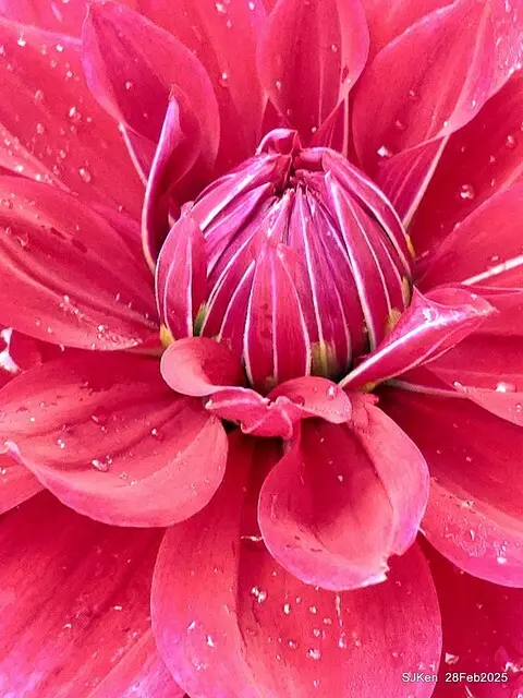 2025台北杜鵑花季系列(二) 大理花篇( Dahlia at Daan forest park), Taipei, Taiwan, SJKen , Feb 28, 2025.