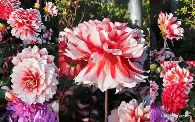 2025台北杜鵑花季系列(二) 大理花篇( Dahlia at Daan forest park), Taipei, Taiwan, SJKen , Feb 28, 2025.
