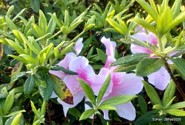 2025.02.28       2025 台北杜鵑花季--- 杜鵑花篇(2025 Tapei Azalea festival at Daan forest park), Taipei, Taiwan, Feb 28,2025, SJKen