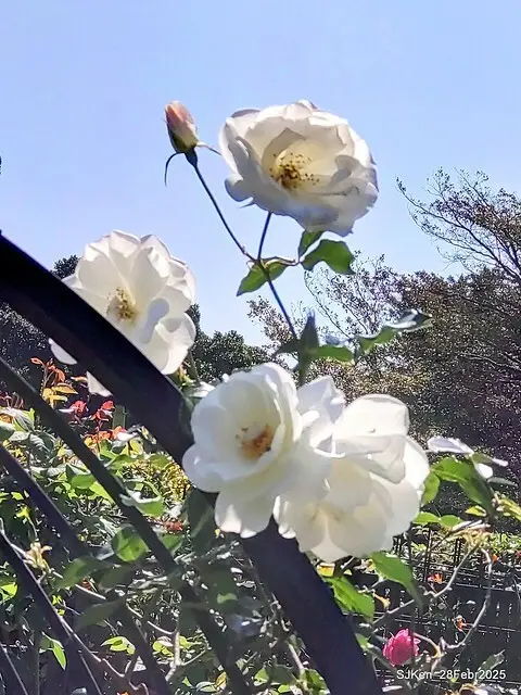 2025花博園區新生公園台北玫瑰園花展(2025 Annual Taipei Rose Garden festival), Mar 14 ~ Apr.13, 2025, Taipei, Taiwan, SJKen.