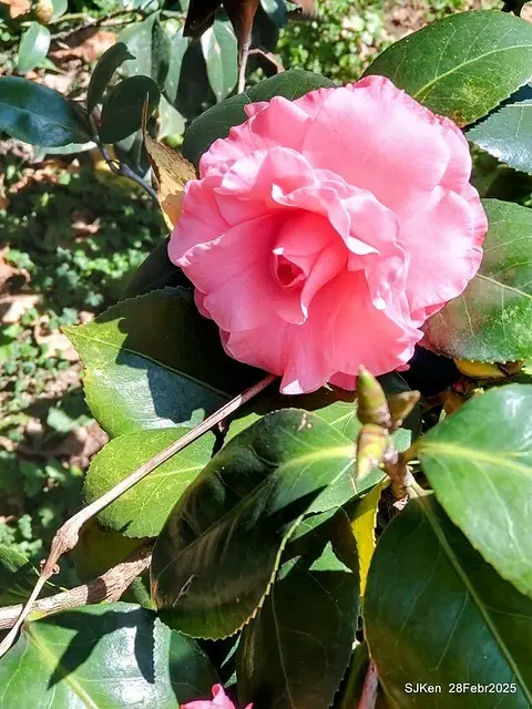 2025花博園區新生公園台北玫瑰園花展(2025 Annual Taipei Rose Garden festival), Mar 14 ~ Apr.13, 2025, Taipei, Taiwan, SJKen.