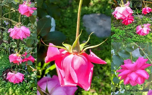 2025花博園區新生公園台北玫瑰園花展(2025 Annual Taipei Rose Garden festival), Mar 14 ~ Apr.13, 2025, Taipei, Taiwan, SJKen.