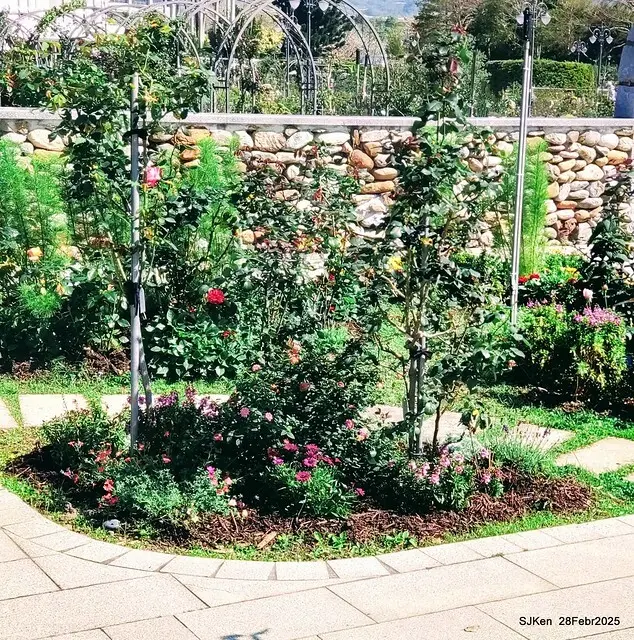 2025花博園區新生公園台北玫瑰園花展(2025 Annual Taipei Rose Garden festival), Mar 14 ~ Apr.13, 2025, Taipei, Taiwan, SJKen.