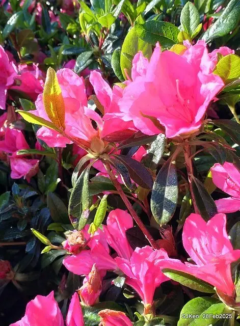 2025.02.28       2025 台北杜鵑花季--- 杜鵑花篇(2025 Tapei Azalea festival at Daan forest park), Taipei, Taiwan, Feb 28,2025, SJKen