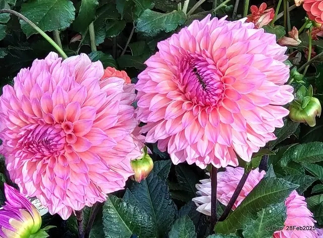 2025台北杜鵑花季系列(二) 大理花篇( Dahlia at Daan forest park), Taipei, Taiwan, SJKen , Feb 28, 2025.