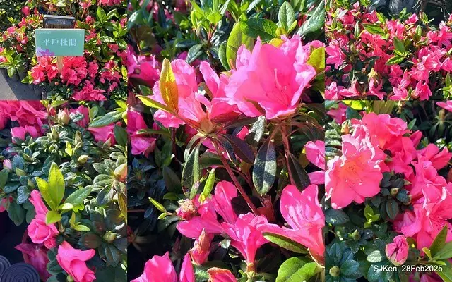 2025.02.28       2025 台北杜鵑花季--- 杜鵑花篇(2025 Tapei Azalea festival at Daan forest park), Taipei, Taiwan, Feb 28,2025, SJKen