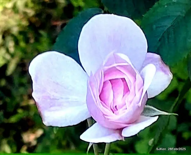 2025花博園區新生公園台北玫瑰園花展(2025 Annual Taipei Rose Garden festival), Mar 14 ~ Apr.13, 2025, Taipei, Taiwan, SJKen.