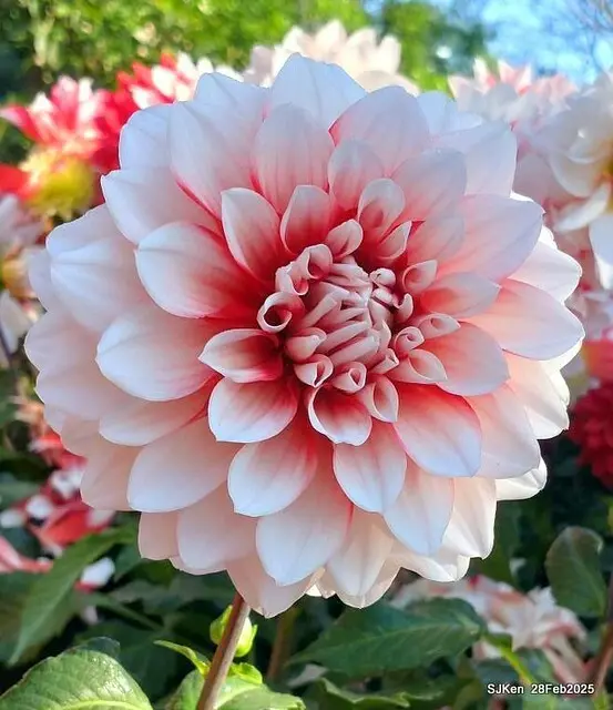 2025台北杜鵑花季系列(二) 大理花篇( Dahlia at Daan forest park), Taipei, Taiwan, SJKen , Feb 28, 2025.