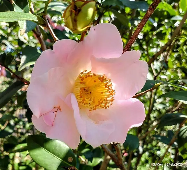 2025花博園區新生公園台北玫瑰園花展(2025 Annual Taipei Rose Garden festival), Mar 14 ~ Apr.13, 2025, Taipei, Taiwan, SJKen.