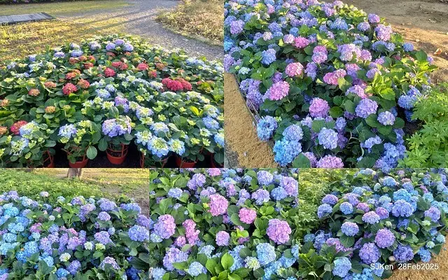 2025台北杜鵑花季「心花開、森不息」主題系列(三) 繡球花篇((Hydrangeas exhibition at Da-An forest park), Taipei,Taiwan, SJKen, Feb 28, 2025.