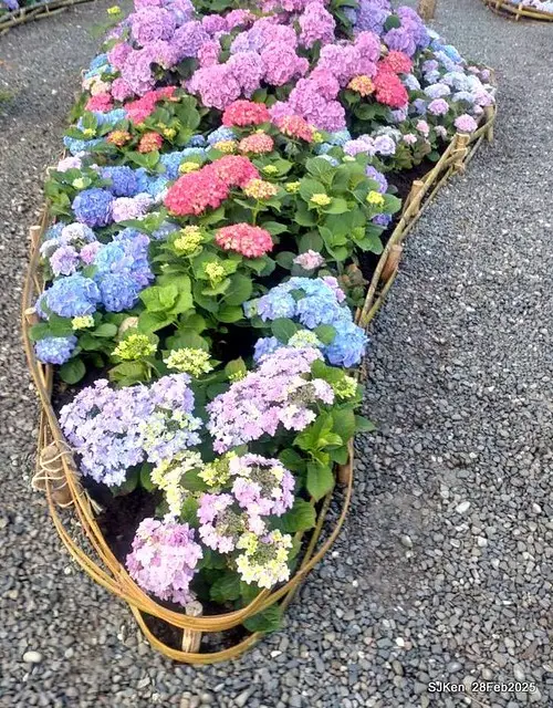 2025台北杜鵑花季「心花開、森不息」主題系列(三) 繡球花篇((Hydrangeas exhibition at Da-An forest park), Taipei,Taiwan, SJKen, Feb 28, 2025.