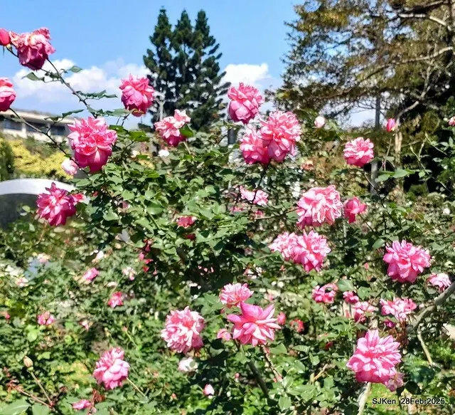2025花博園區新生公園台北玫瑰園花展(2025 Annual Taipei Rose Garden festival), Mar 14 ~ Apr.13, 2025, Taipei, Taiwan, SJKen.