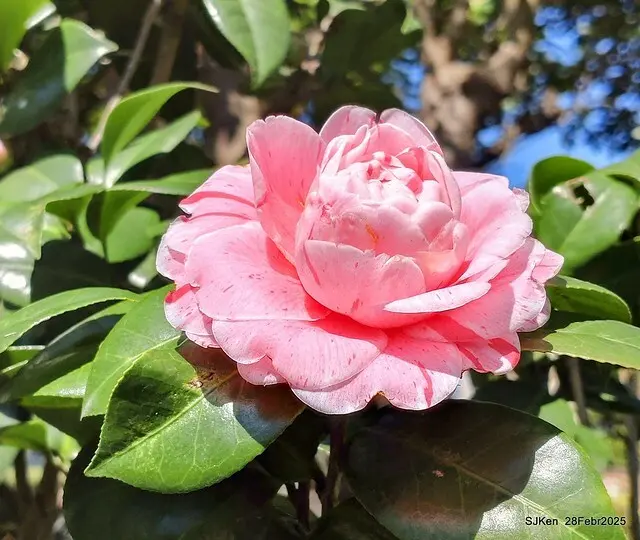 2025花博園區新生公園台北玫瑰園花展(2025 Annual Taipei Rose Garden festival), Mar 14 ~ Apr.13, 2025, Taipei, Taiwan, SJKen.