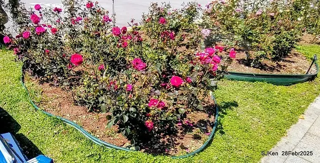 2025花博園區新生公園台北玫瑰園花展(2025 Annual Taipei Rose Garden festival), Mar 14 ~ Apr.13, 2025, Taipei, Taiwan, SJKen.