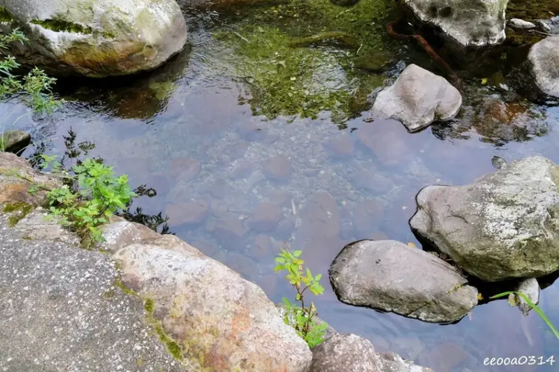 苗栗南庄「蓬萊溪護魚步道」，適合親子健走的觀魚步道!