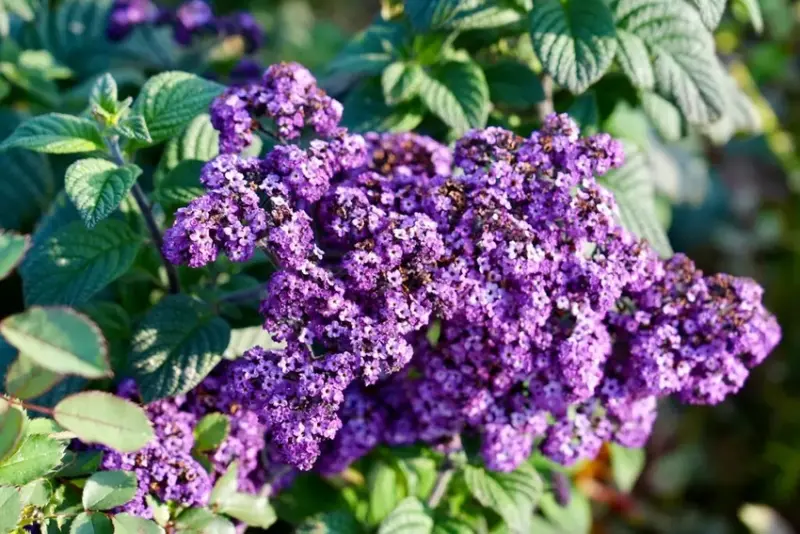 2025台北玫瑰展3/14登場「見證玫好」，台北玫瑰園500