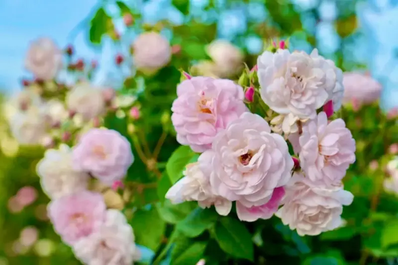 2025台北玫瑰展3/14登場「見證玫好」，台北玫瑰園500