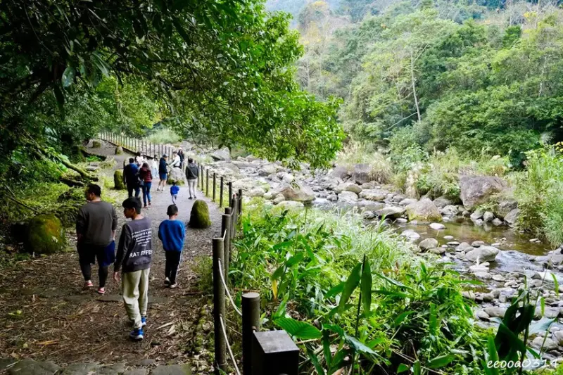 苗栗南庄「蓬萊溪護魚步道」，適合親子健走的觀魚步道!