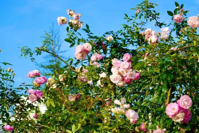 2025台北玫瑰展3/14登場「見證玫好」，台北玫瑰園500