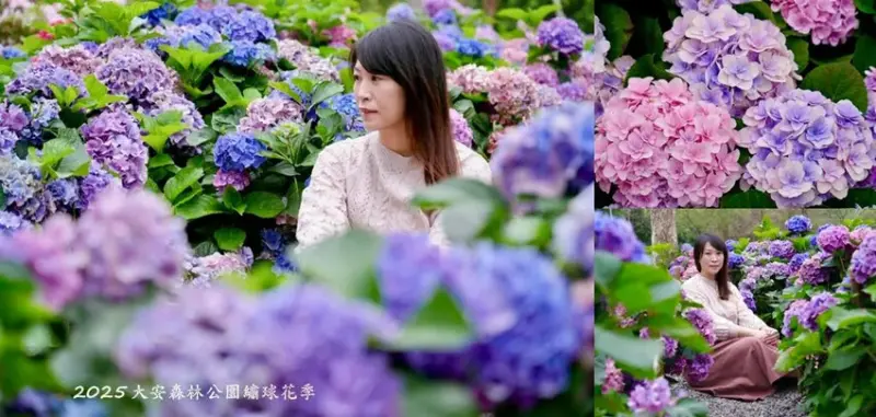 台北市區免費賞花「2025大安森公園繡球花季」，2000株繡