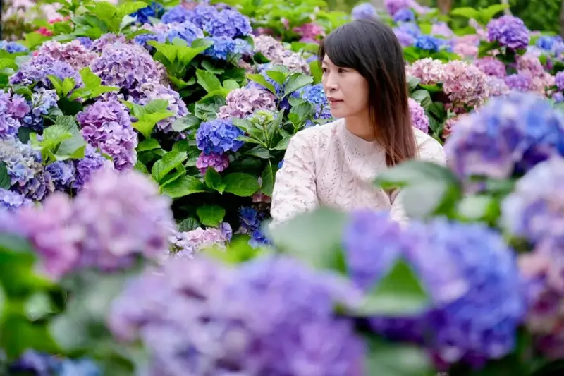 台北市區免費賞花「2025大安森公園繡球花季」，2000株繡